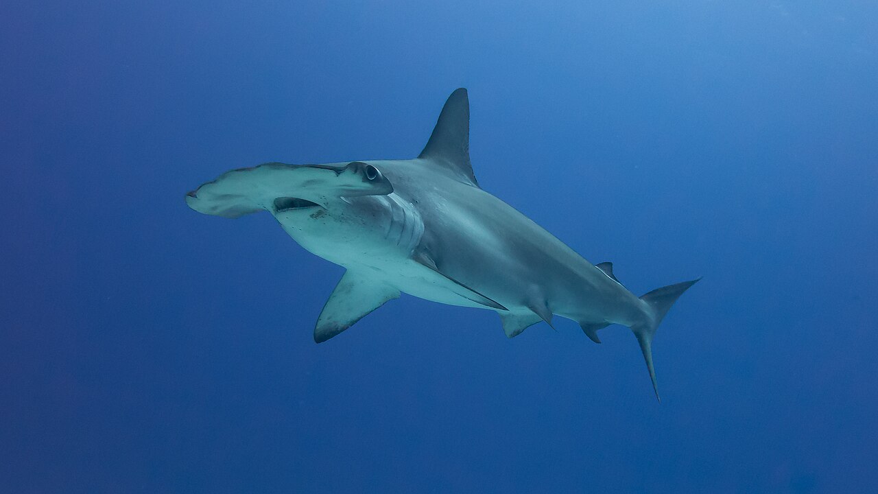 A scalloped hammerhead shark swimming in blue water off Costa Rica