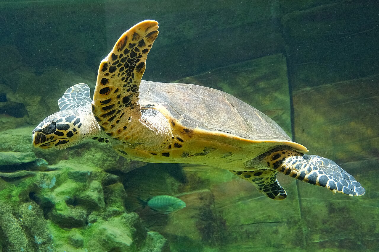 A hawksbill sea turtle swimming, showing its hooked beak and patterned shell