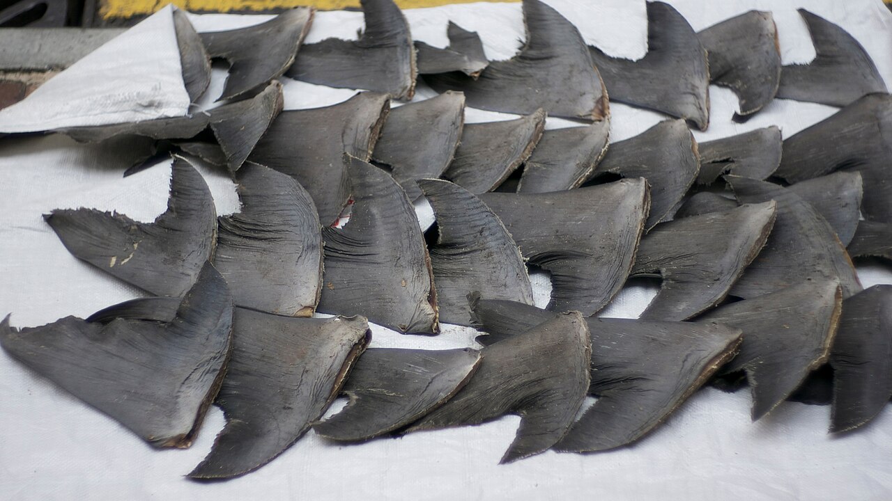 Shark fins laid out to dry on a city pavement