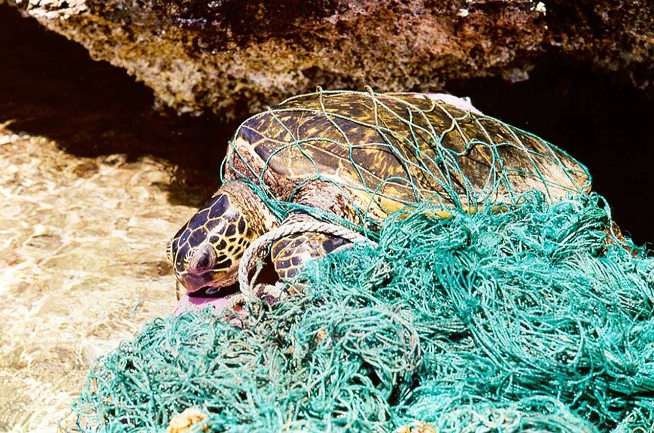 A sea turtle tangled in a drifting green fishing net