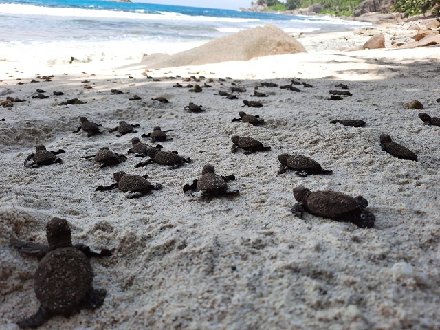 Tiny hawksbill turtle hatchlings crawling across sand toward the sea