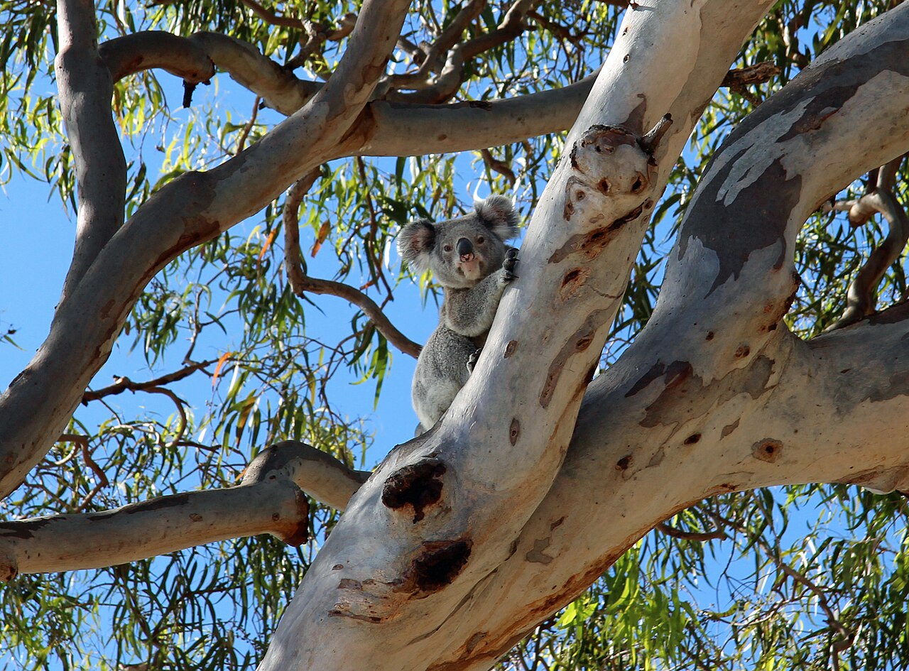 A koala resting in a eucalyptus tree at Amity Point, North Stradbroke Island