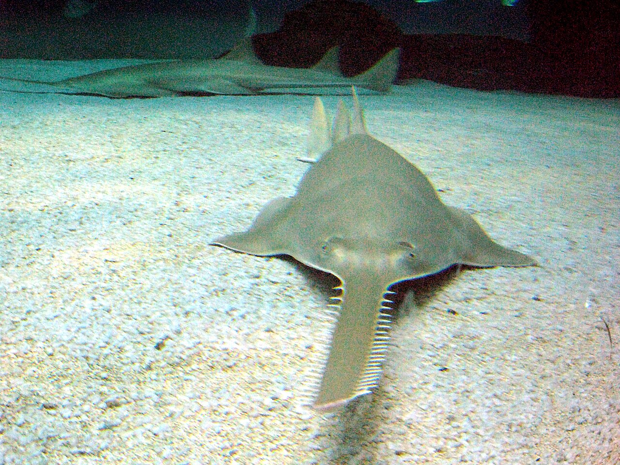 A green sawfish resting on the sand, its long toothed saw pointing toward the camera