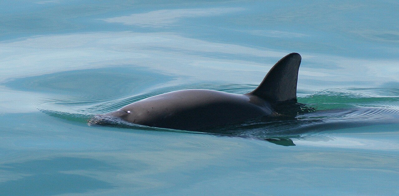 A vaquita porpoise surfacing in the Gulf of California, showing its dark eye patch